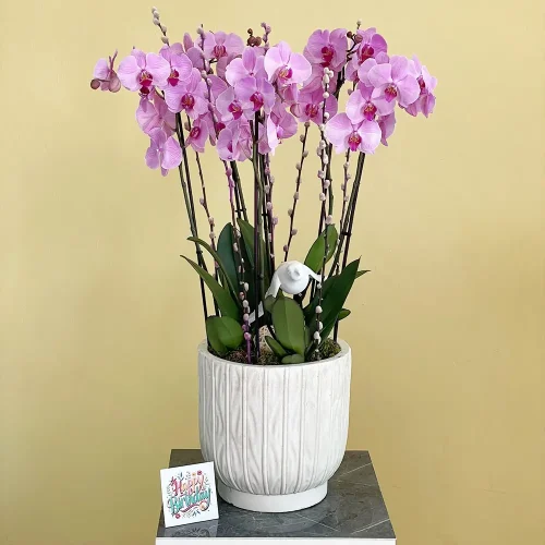 Majestic Harmony Orchids-1(ماجستيك هارموني اوركيد-1)