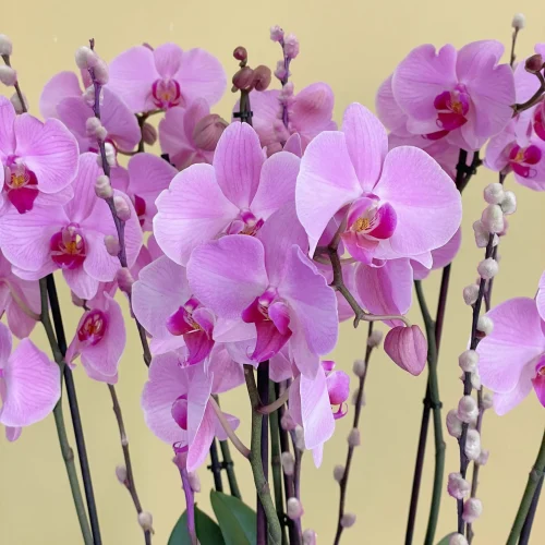 Majestic Harmony Orchids-1(ماجستيك هارموني اوركيد-1)