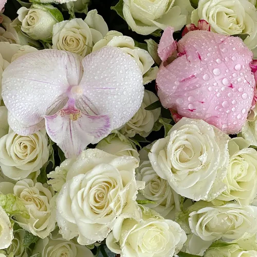 Glory White(المجد الأبيض)