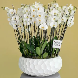 Orchids Shadow(الأوركيد شدو)