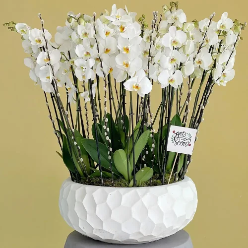 Orchids Shadow(الأوركيد شدو)