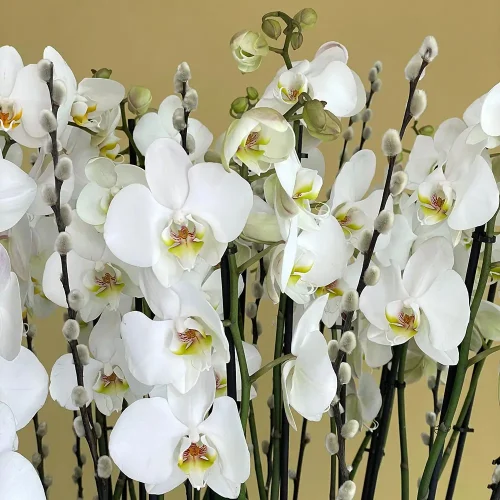 Orchids Shadow(الأوركيد شدو)