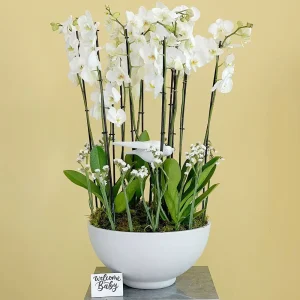 white love(الحب الأبيض)