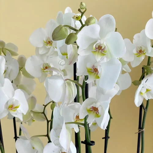 white love(الحب الأبيض)