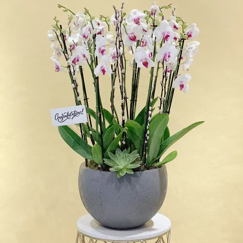 Classic Red Lips-4(شفاه حمراء كلاسيكية-4)