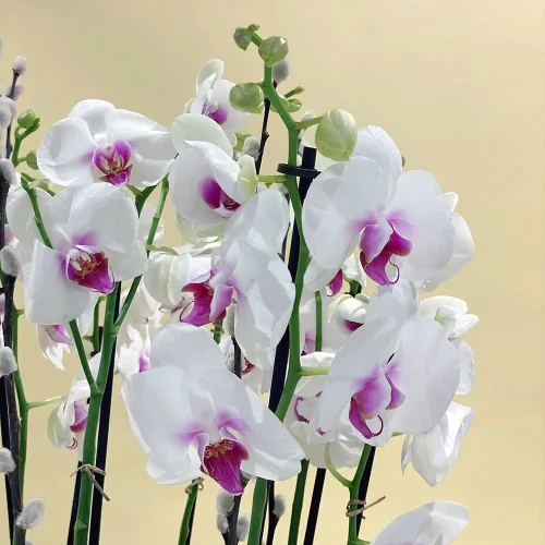 Classic Red Lips-4(شفاه حمراء كلاسيكية-4)