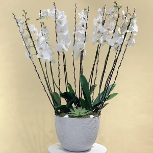 Orchid Arts-1(فنون الأوركيد-1)