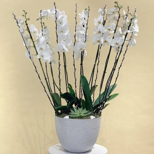 Orchid Arts-1(فنون الأوركيد-1)