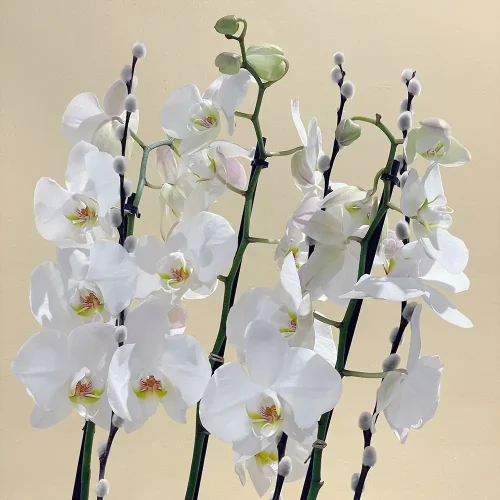 Orchid Arts-1(فنون الأوركيد-1)