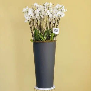 Orchids Well(بئر الأوركيد)