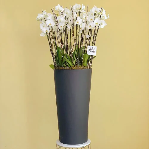 Orchids Well(بئر الأوركيد)