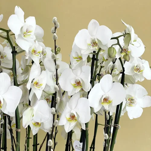 Orchids Well(بئر الأوركيد)