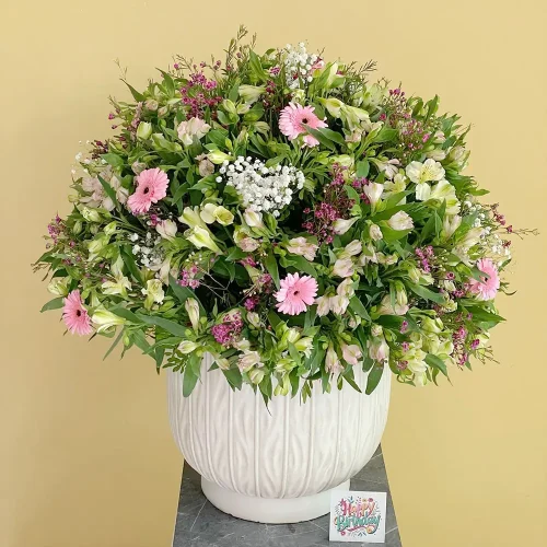 Blossom Cheer(بهجة الزهرة)