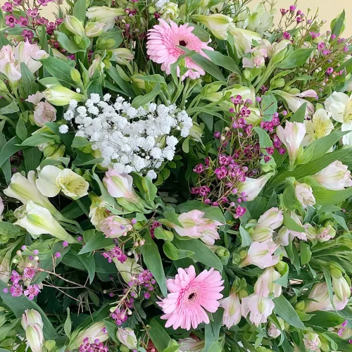 Blossom Cheer(بهجة الزهرة)