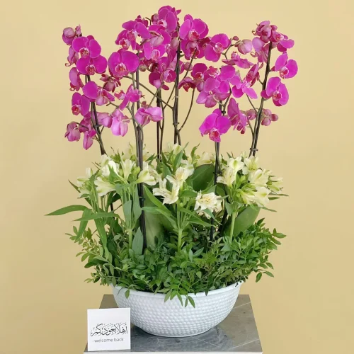 Purple Dream(حلم أرجواني)