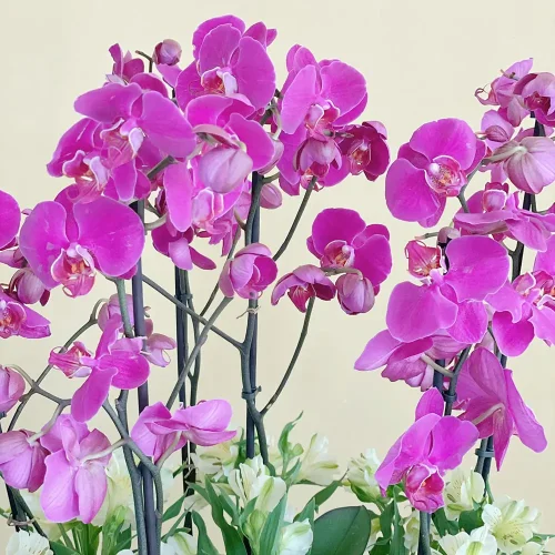 Purple Dream(حلم أرجواني)