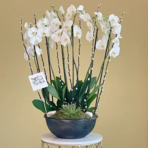 Orchid Arts-2(فنون الأوركيد-2)