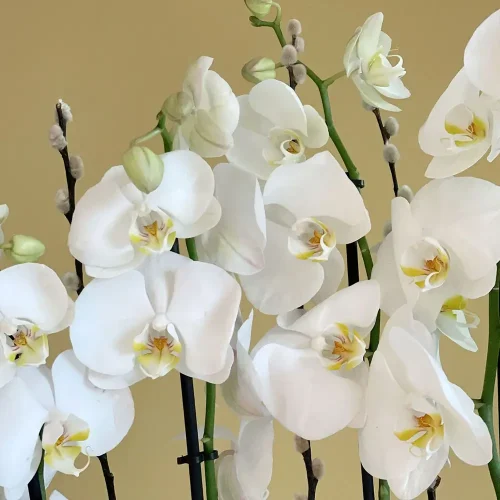 Orchid Arts-2(فنون الأوركيد-2)