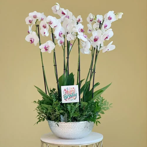 Classic Red Lips V(شفاه حمراء كلاسيكية V)