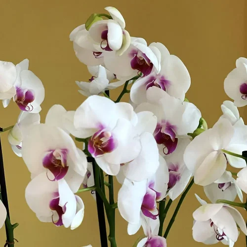 Classic Red Lips V(شفاه حمراء كلاسيكية V)