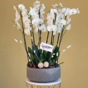 Bloom White(بلوم وايت)