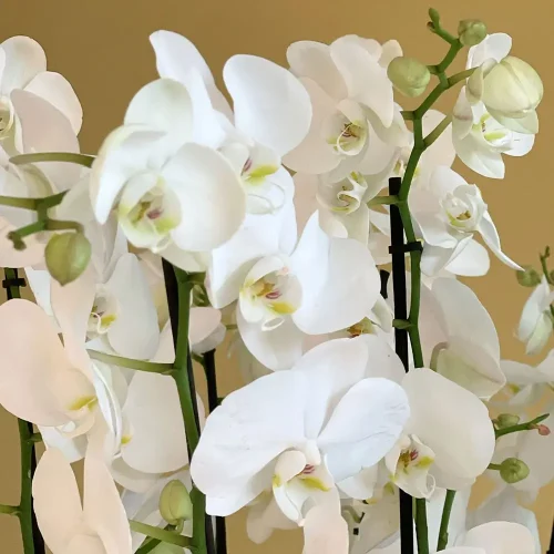 Bloom White(بلوم وايت)