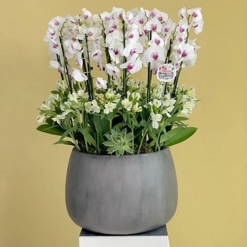 Delightful(ممتع)