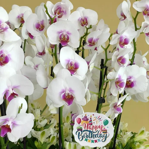 Delightful(ممتع)