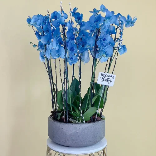 Aristocratic(أرستقراطي)