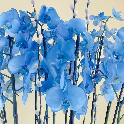 Aristocratic(أرستقراطي)