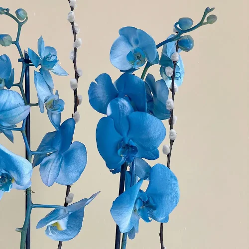 Elegant Blue(أزرق أنيق)