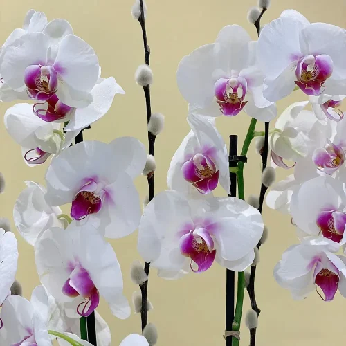 Bloom Red Lips(أحمر شفاه بلوم)