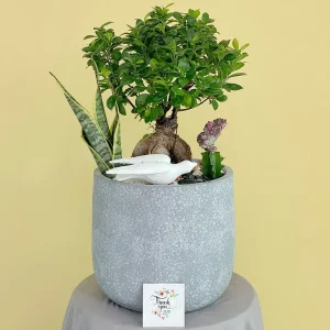 Luxury Bonsai(بونساي فاخر)