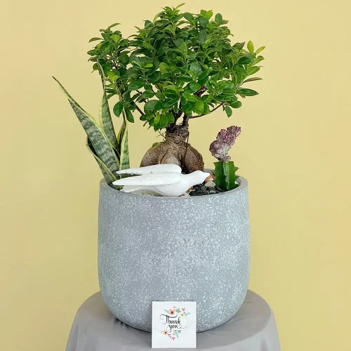 Luxury Bonsai(بونساي فاخر)