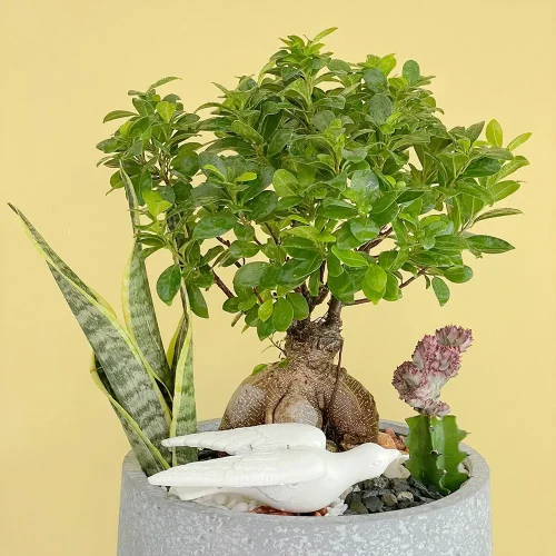 Luxury Bonsai(بونساي فاخر)