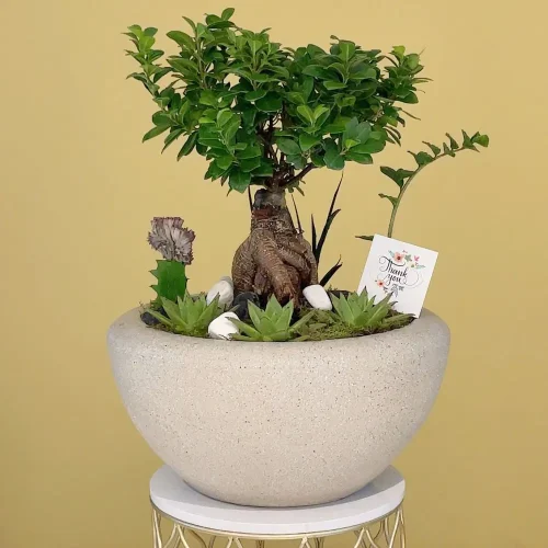Luxury Bonsai-1(بونساي فاخر-1)