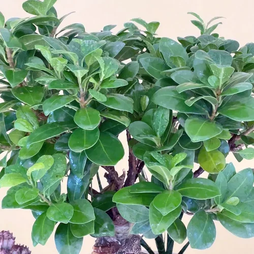 Luxury Bonsai-1(بونساي فاخر-1)