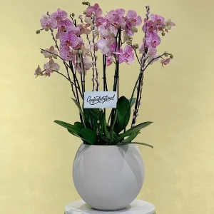 Bright Jupiter(كوكب المشتري الساطع)