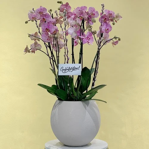 Bright Jupiter(كوكب المشتري الساطع)