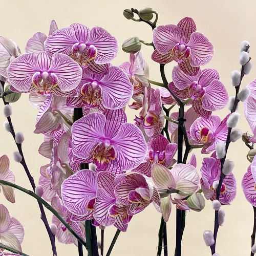 Bright Jupiter(كوكب المشتري الساطع)