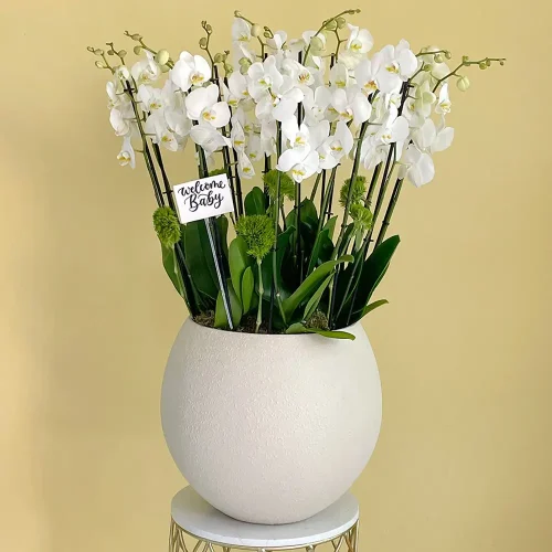 Bloom White – 3(بلوم وايت – 3)