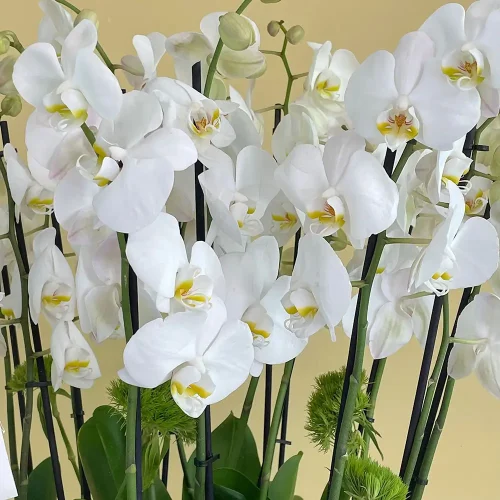 Bloom White – 3(بلوم وايت – 3)