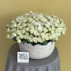 Glory White(المجد الأبيض)