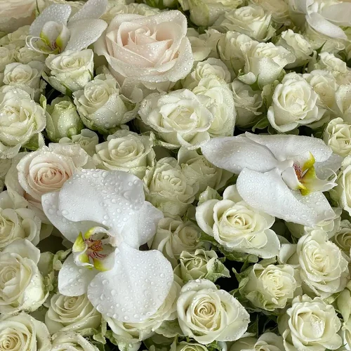 Glory White(المجد الأبيض)