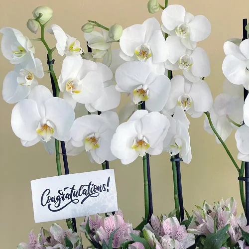 Luxury Bloom (ازدهار فاخر)