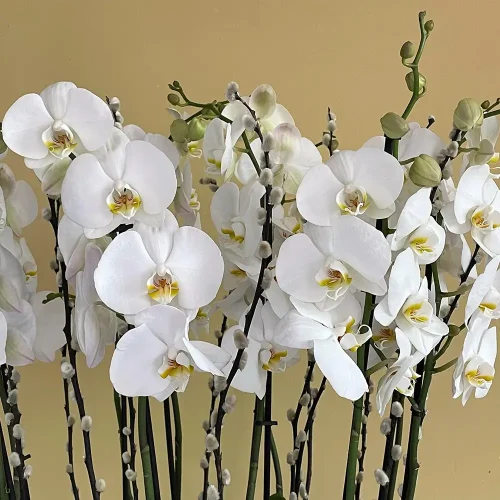 Delightful 1 (ممتع 1)