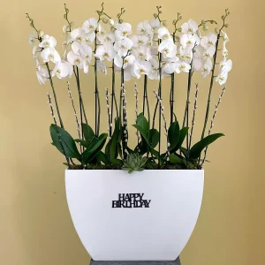 Orchids Noori (بساتين الفاكهة نوري)