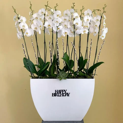 Orchids Noori (بساتين الفاكهة نوري)