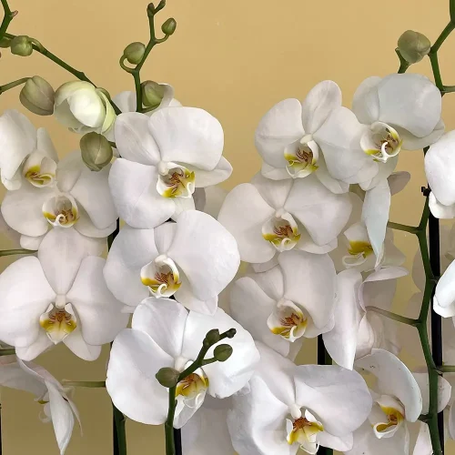 Orchids Noori (بساتين الفاكهة نوري)
