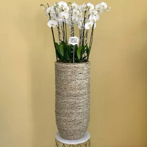 Towering Orchids (بساتين الفاكهة الشاهقة)